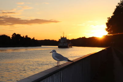 Seagull perching at nord ostsee kanal against sky during sunset