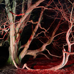 Bare tree in forest at night