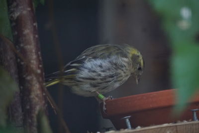 Close-up of bird perching on branch