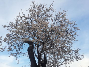 Low angle view of flower tree against clear sky