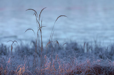 Close-up of plants against blurred background