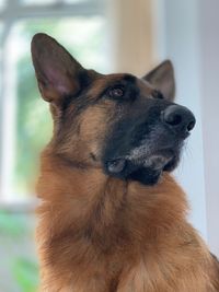 Close-up of a dog looking away
