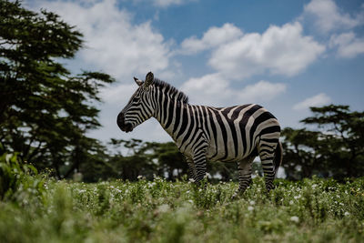 Zebra standing on field