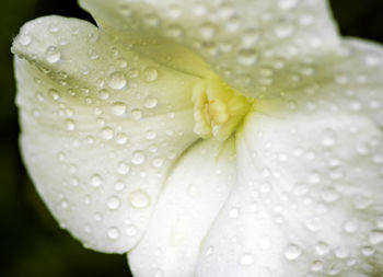 Close-up of water drops on leaf