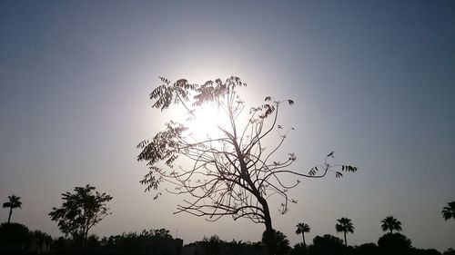 Silhouette of trees against sky at sunset