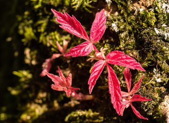 Close-up of red maple leaves