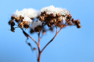 Low angle view of flowering plant against clear blue sky