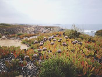 Close-up of flowering plants on land against sky