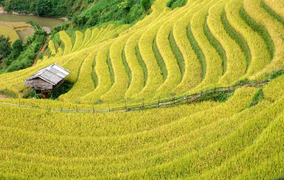 Scenic view of agricultural field