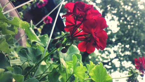 Close-up of red flowers