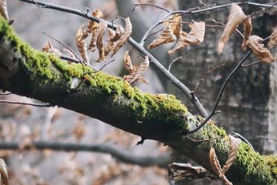 Close-up of lizard on branch