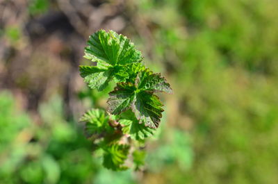 Close-up of plant growing on field