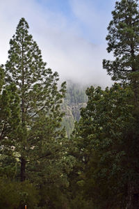 Trees in forest against sky