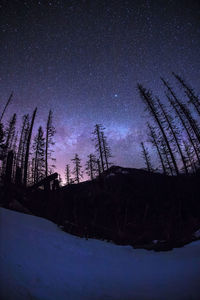 Low angle view of silhouette trees against sky at night