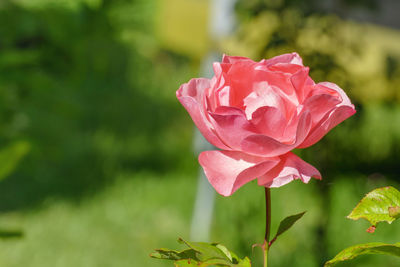 Close-up of pink rose
