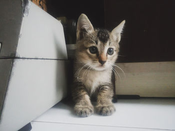 Portrait of kitten sitting on tiled floor