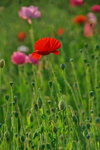 Red poppy in the green