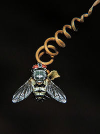 Close-up of insect against black background