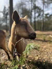 Close-up of a horse on a field