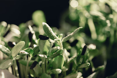 Close-up of succulent plant