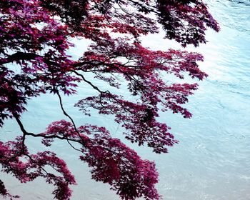 Low angle view of flower tree against sky