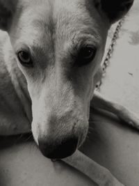 Close-up portrait of dog