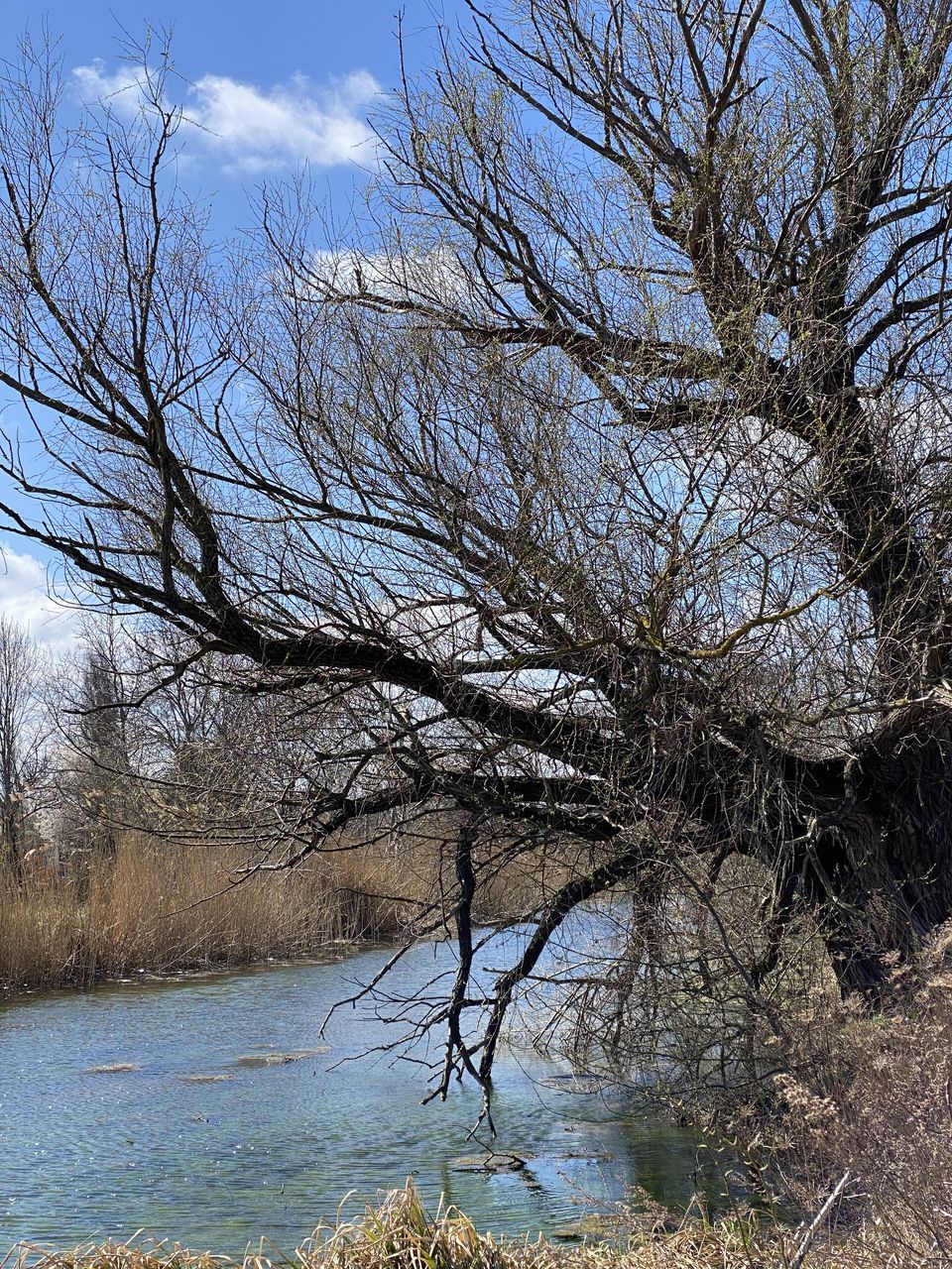 BARE TREE ON LAKE AGAINST SKY