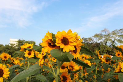 Close-up of yellow flowering plants on field against sky