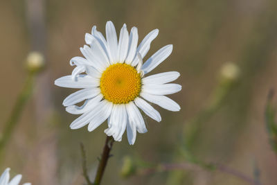 Close up of an ox eye daisy in bloom