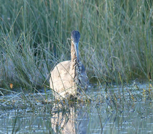 Bird in lake