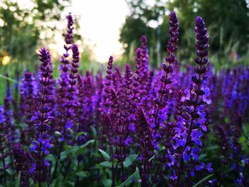 Close-up of purple flowering plants on field