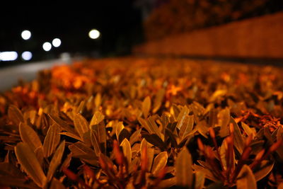 Close-up of yellow flowering plants during autumn