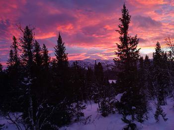 Silhouette trees in forest during sunset