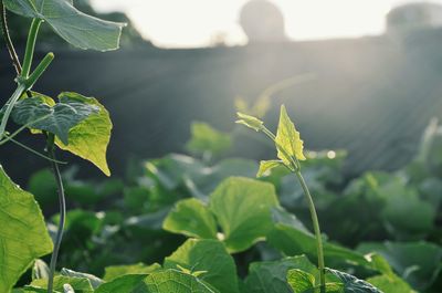 Close-up of green leaves