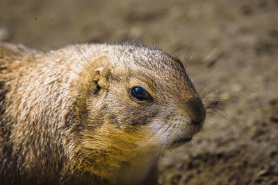 Close-up of rodent on rock