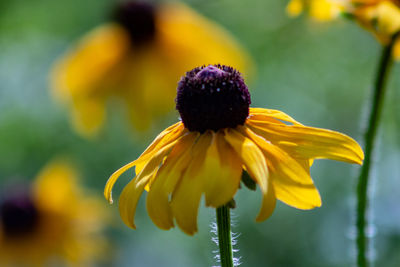 Close-up of honey bee pollinating on yellow flower