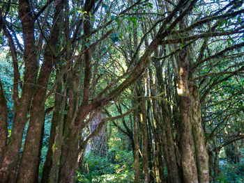 View of trees in forest