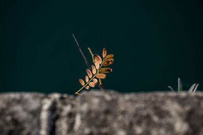 Close-up of insect on leaf