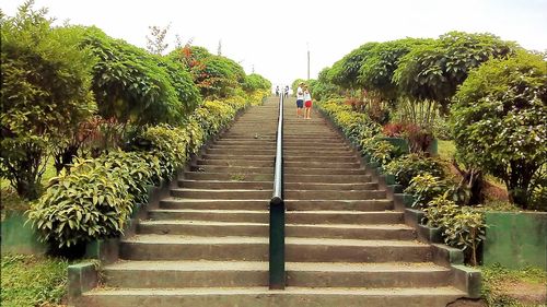 Boardwalk amidst trees