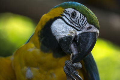 Close-up of a parrot eating