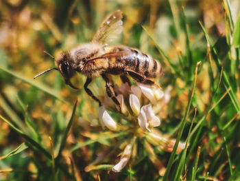 Close-up of bee pollinating on flower