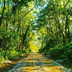 Footpath in forest