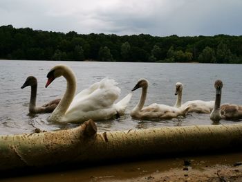 Swans swimming in lake against sky