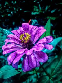 Close-up of pink flower