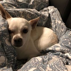 Dog sitting on bed at home