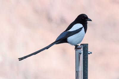 Close-up of bird perching on wooden post