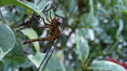 Close-up of insect on plant