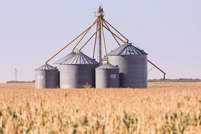 View of wheat field against clear sky