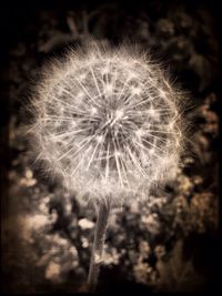 Close-up of dandelion flower