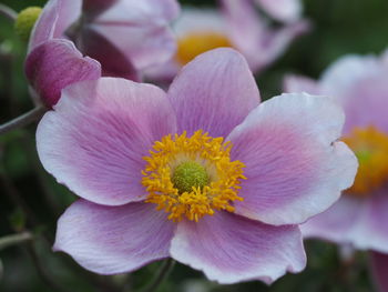 Close-up of pink flower